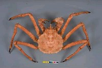 藏品(塔型石蟹)的圖片